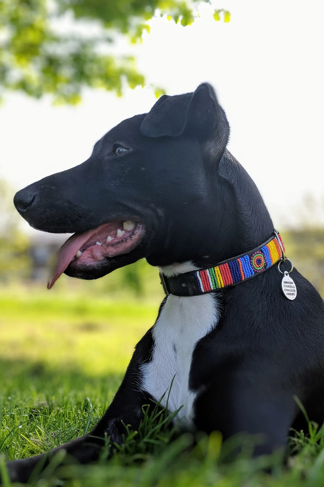 Dog Collar | Maasai Multi